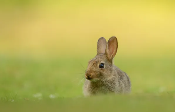 Grass, look, nature, grey, glade, hare, rabbit, muzzle
