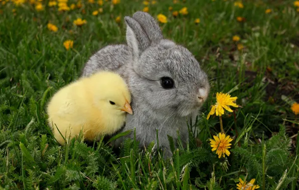 Picture greens, grass, flowers, yellow, grey, each, dandelion, sweetheart