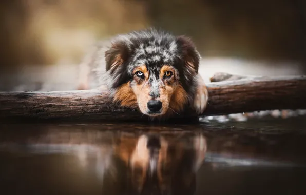 Picture look, face, water, dog, log, Australian shepherd, Aussie