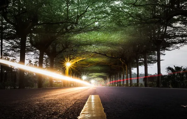 Road, trees, lights