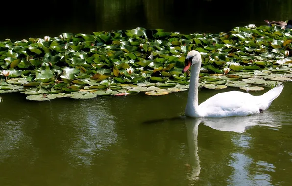 Picture white, water, Swan, mute
