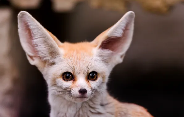 Picture look, face, Fox, ears, Fox, Fenech, ©Tambako The Jaguar