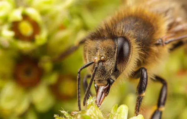 Greens, flower, bee, insect, bokeh