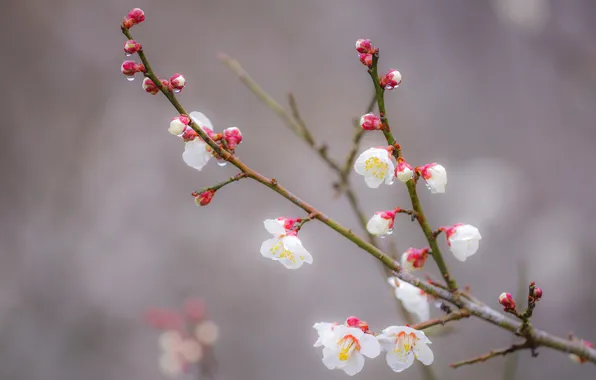 Flowers, branches, spring, garden