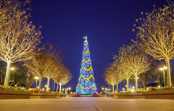Lights, Night, Trees, Park, Disneyland, Alley