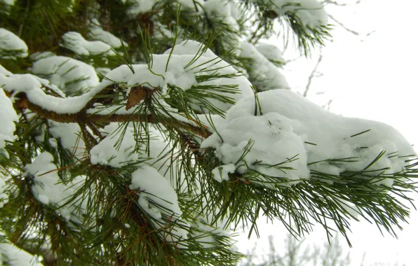 Picture winter, snow, nature, background, spruce, New Year, New year, bump
