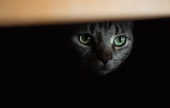 Cat, look, background