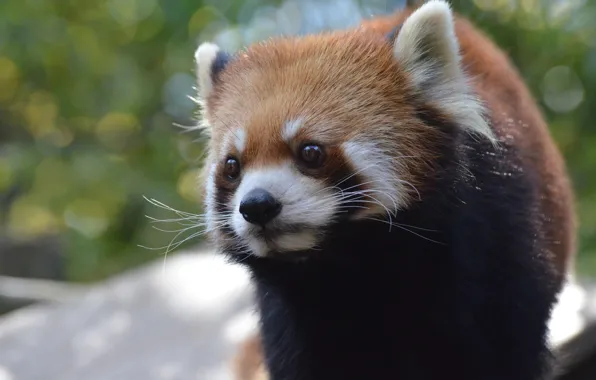 Look, portrait, red Panda, face, red Panda