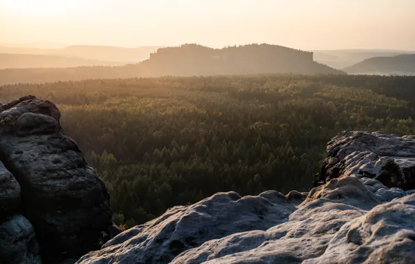 Picture forest, trees, mountains, fog, stones, rocks, dawn, morning