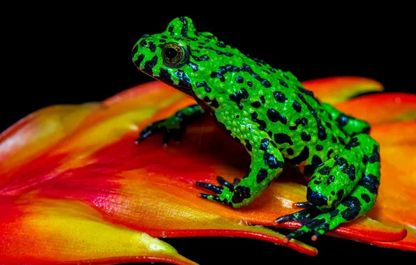 Macro, plant, frog, black background, green, spotted