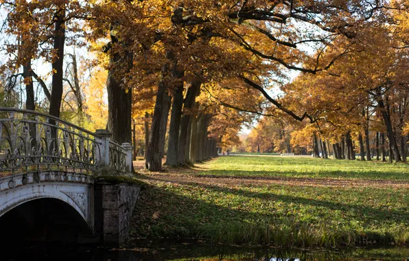 Autumn, leaves, the sun, bridge, Park, gold, Pushkin