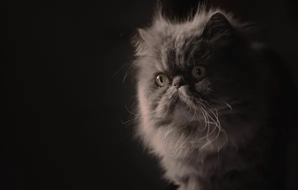 Look, portrait, muzzle, fluffy, the dark background, Persian cat