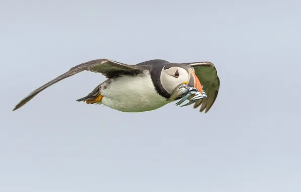Flight, bird, wings, fish, beak, stalled, catch