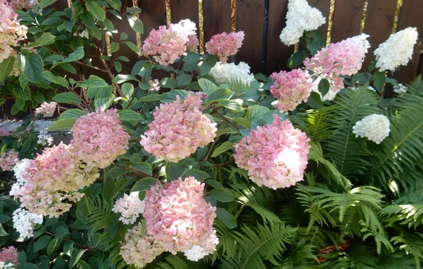 Summer, flowers, widescreen, background, фон background, the Wallpapers, full screen, HD wallpapers