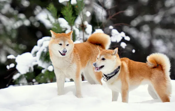 Shiba sales inu winter