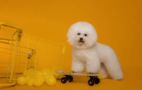 Language, white, look, balls, pose, basket, haircut, dog