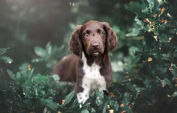 Picture summer, look, leaves, nature, thickets, foliage, portrait, dog