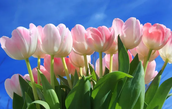 Picture the sky, tenderness, tulips, buds