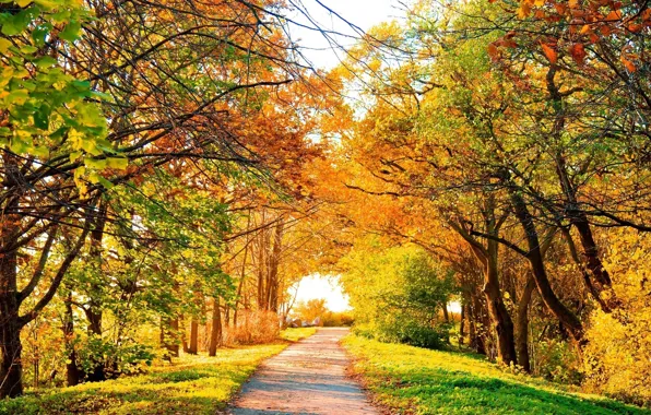 Autumn, paint, alley, bright, autumn, autumn, gold.