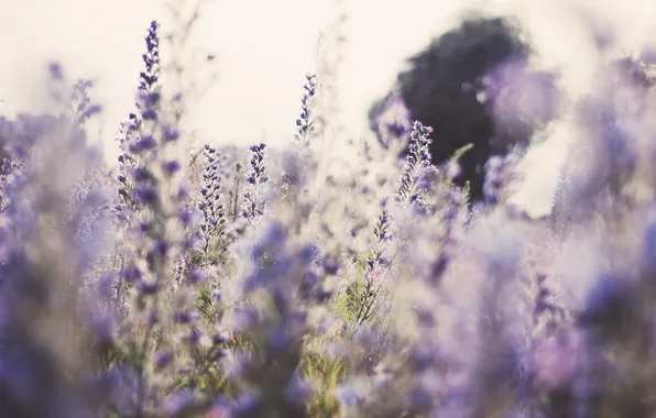 Summer, flowers, nature