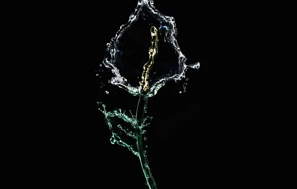 Picture flower, water, flowers, creative, black