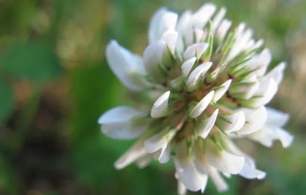 White, clover, green background