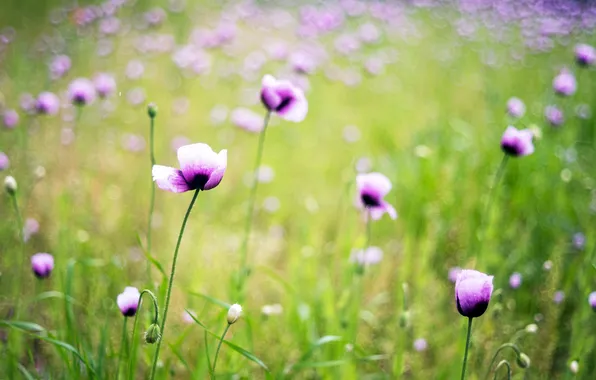 Field, flowers, petals, blur, lilac, len