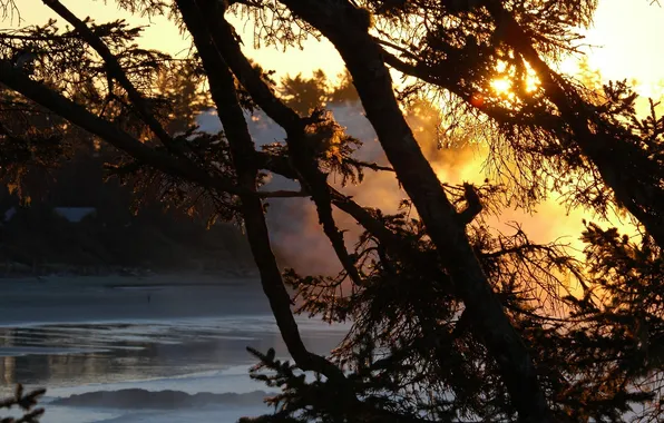 Picture FOREST, TREE, The SUN, RIVER, LIGHT, RAYS