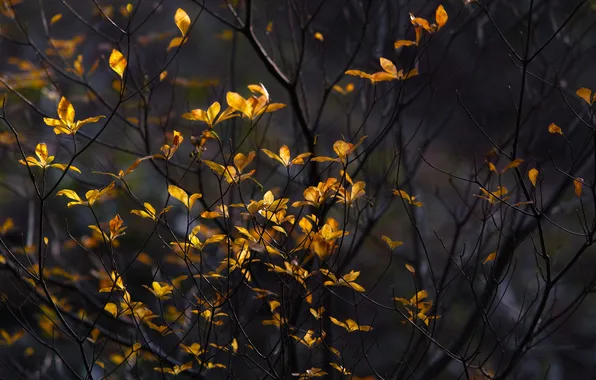 Leaves, branches, nature