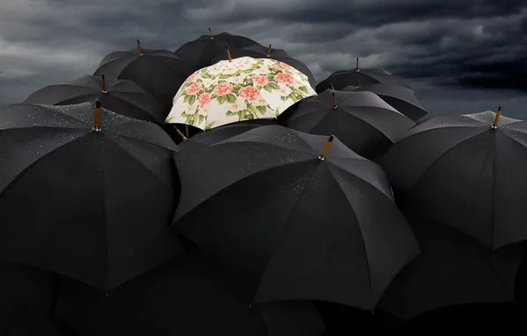 Flowers, light, contrast, umbrellas, black, flowers, black, umbrellas