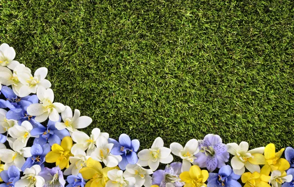 Flowers, lawn, spring, grass, weed, flowers, spring, lawn