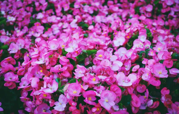 Flowers, Nature, Color, Spring, Flower, Leaves, Plant, Garden