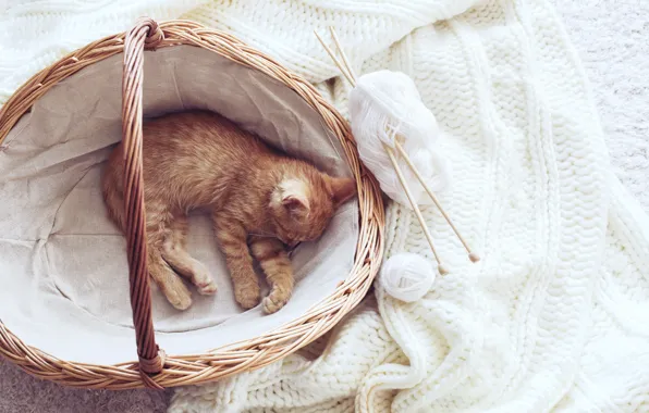 Picture kitty, basket, scarf, yarn, Kittens