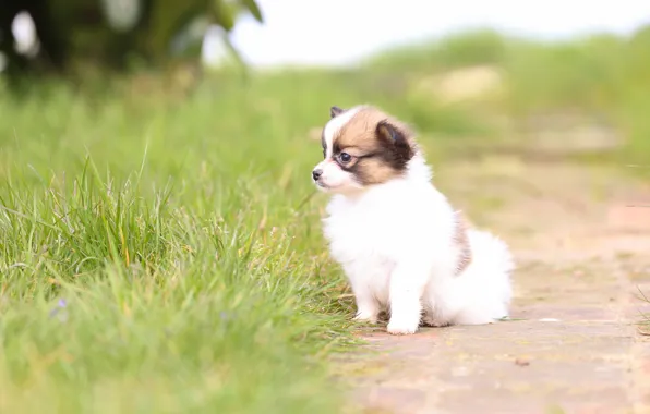 Picture grass, dog, baby, puppy, bokeh, The continental toy Spaniel, Papillon