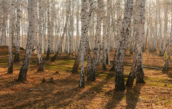 Autumn, forest, trunks, birch, birch, birch grove, birch