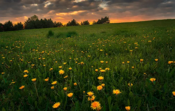 Greens, field, the sky, grass, trees, sunset, flowers, clouds