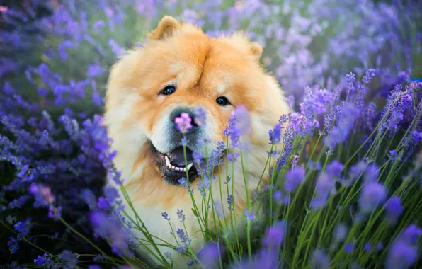 Field, language, look, face, flowers, pose, portrait, dog