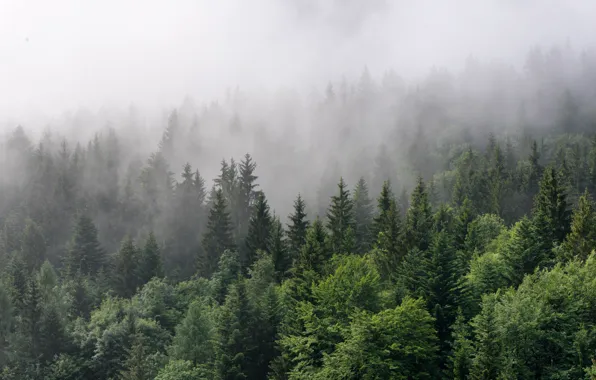 Picture forest, trees, nature, fog