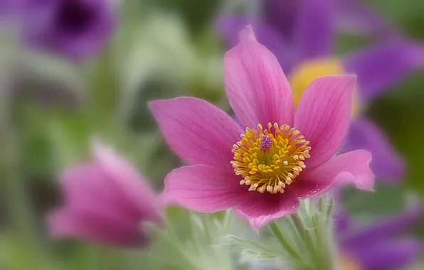 Picture macro, petals, bokeh, Sleep-grass, Cross