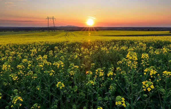 Field, the sun, sunset, flowers, dawn, spring, yellow, meadow