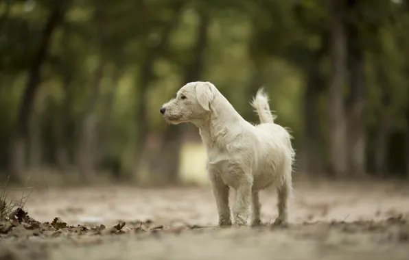 Picture road, animal, dog