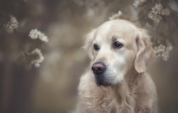 Look, branches, nature, pose, fog, portrait, dog, blur