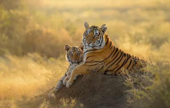 Tigers, mom, tigress, tiger
