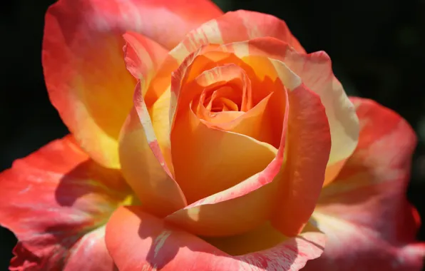 Wallpaper roses, macro, light, petals, flowering