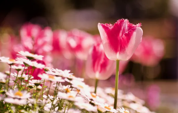 Light, flowers, chamomile, blur, spring, garden, tulips, white