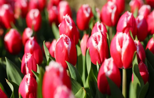 Picture petals, garden, meadow, tulips, flowerbed