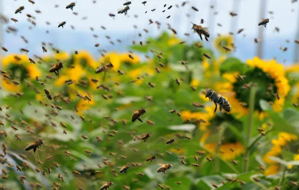 Roy, bees, in Roy instead of heaven