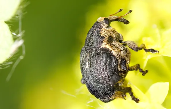 Flower, macro, beetle, insect, green background, bug, weevil