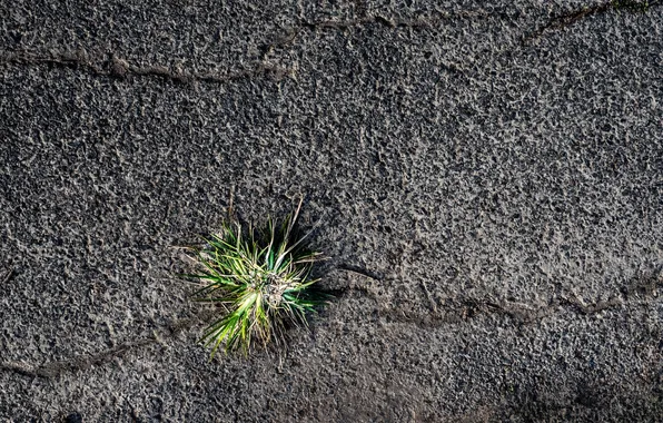 Surface, background, Asphalt, Bush