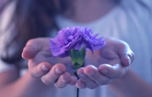 Picture purple, girl, flowers, background, Wallpaper, plant, hands, flower